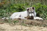 SIBERIAN HUSKY 350